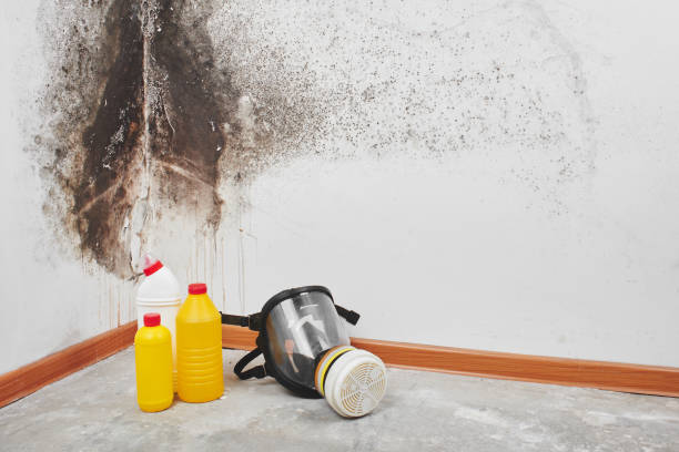 Best Mold Cleaning Services  in Menands, NY