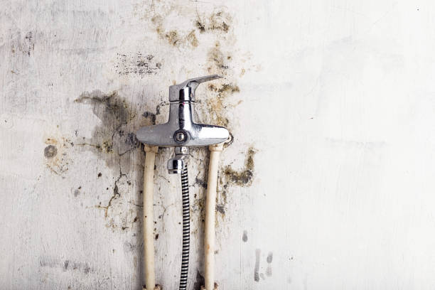 Best Affordable Mold Removal  in Menands, NY