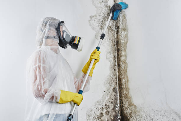 Best Fast Mold Removal  in Menands, NY