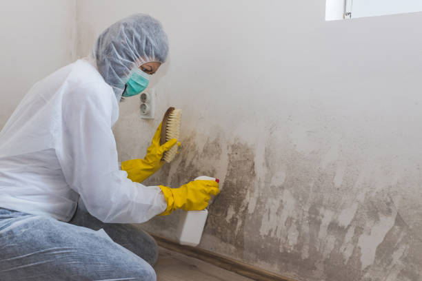 Best Mold Removal and Inspection  in Menands, NY