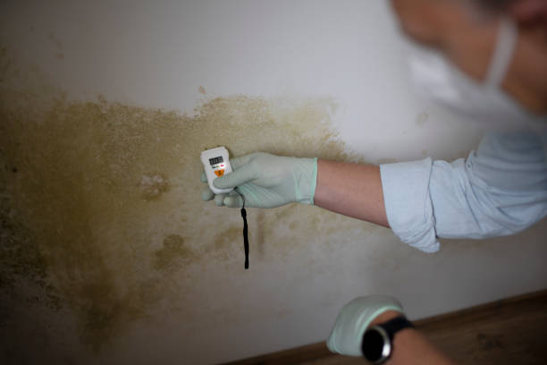 Best Mold Testing  in Menands, NY