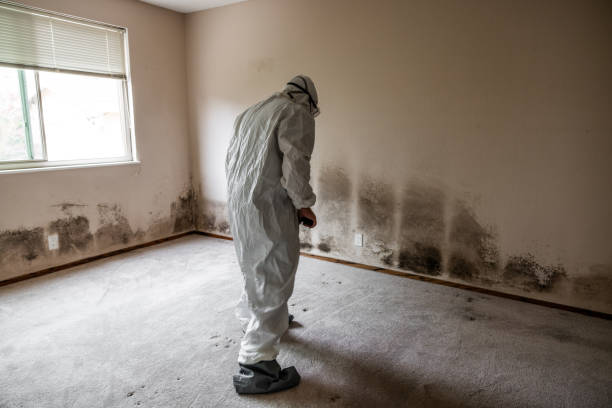Best Certified Mold Removal  in Menands, NY