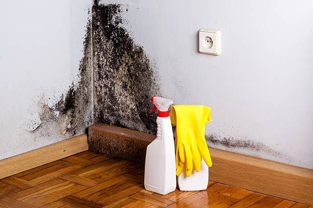 Best Attic Mold Removal  in Menands, NY