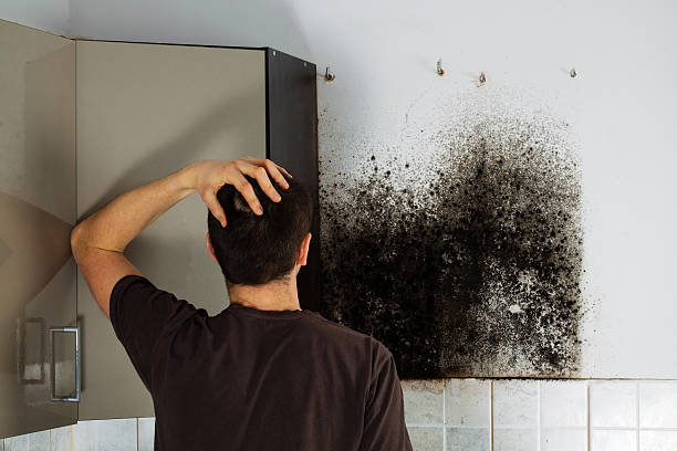 Best Mold Cleaning Services  in Menands, NY
