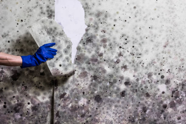 Trusted Menands, NY Mold Removal Experts