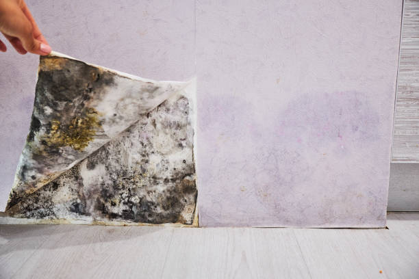 Best Home Mold Removal  in Menands, NY